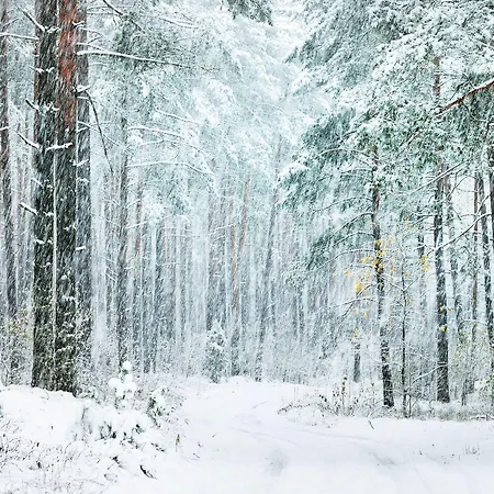 Polku